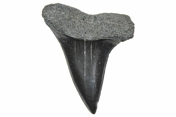 Fossil White Shark Tooth - South Carolina #364421